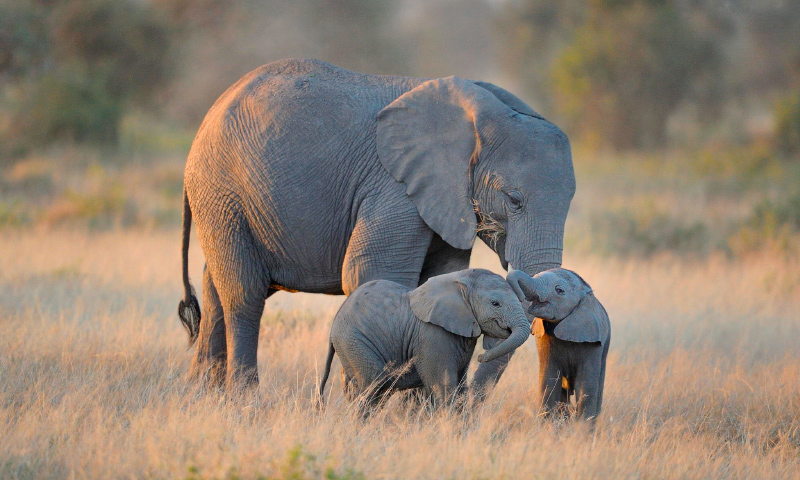 Image with missing alt attribute found on anipedia.net