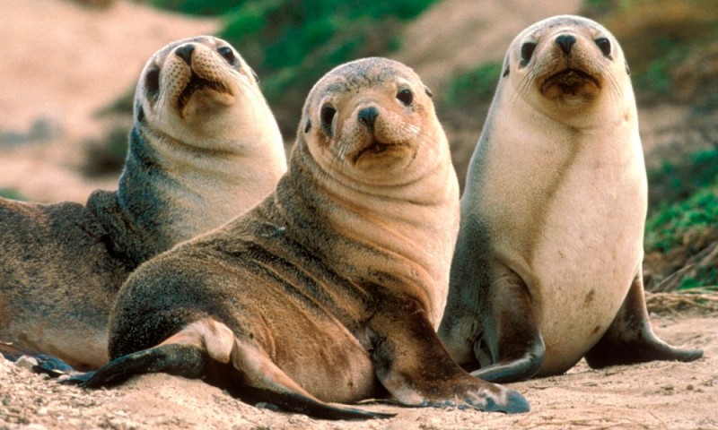 Image with missing alt attribute found on anipedia.net