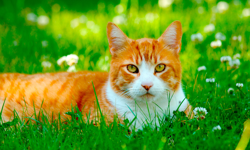 Image with missing alt attribute found on anipedia.net