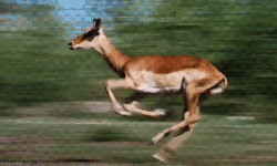 Image with missing alt attribute found on anipedia.net