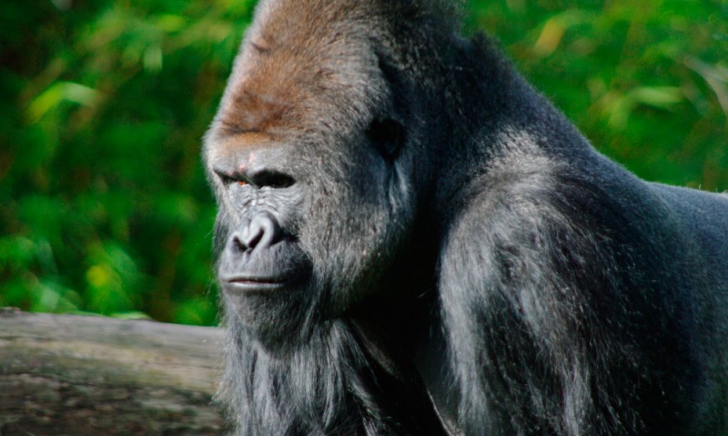 Image with missing alt attribute found on anipedia.net