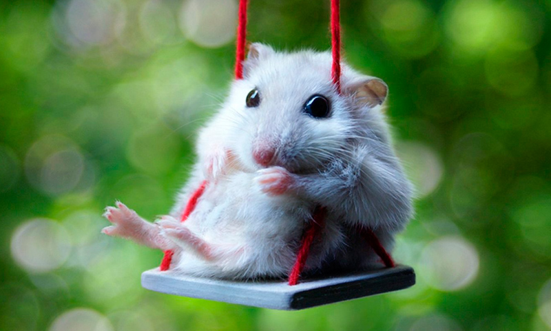 Image with missing alt attribute found on anipedia.net