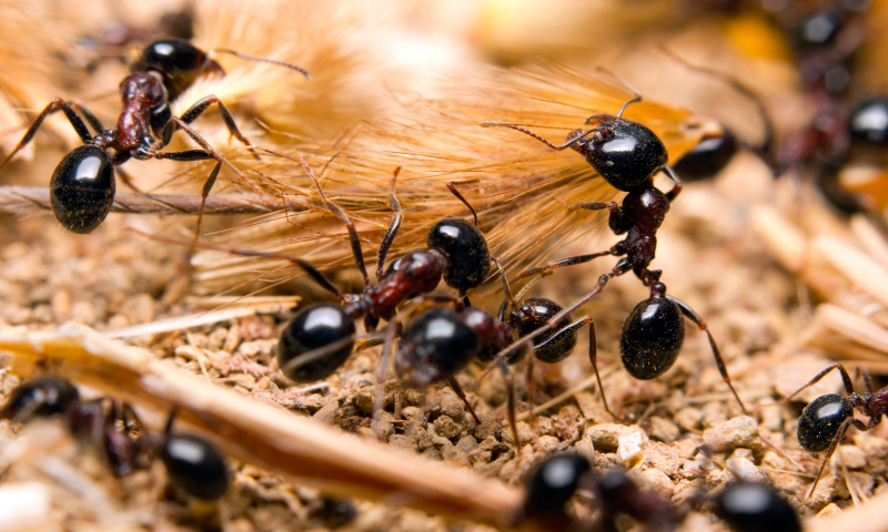 Image with missing alt attribute found on anipedia.net