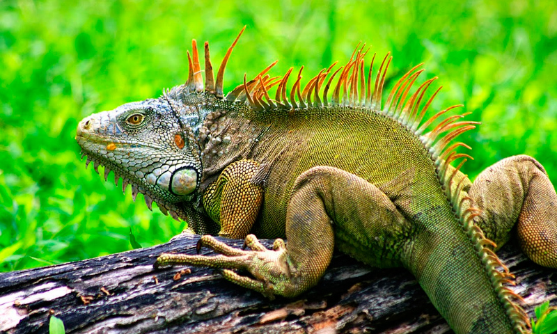 Image with missing alt attribute found on anipedia.net