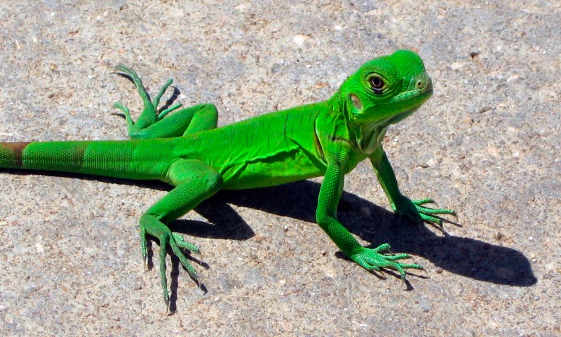 Image with missing alt attribute found on anipedia.net