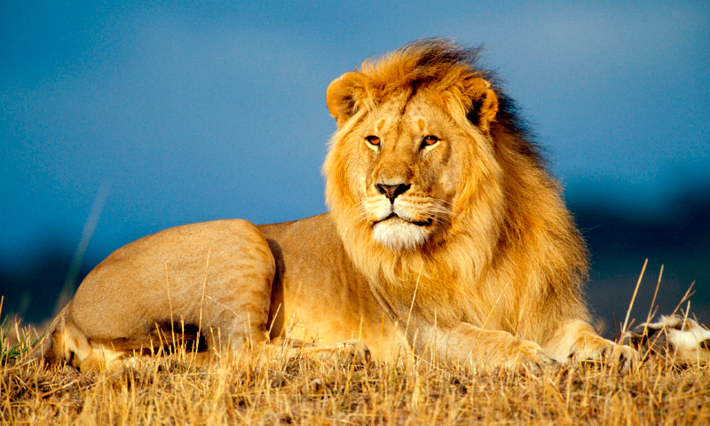 Image with missing alt attribute found on anipedia.net