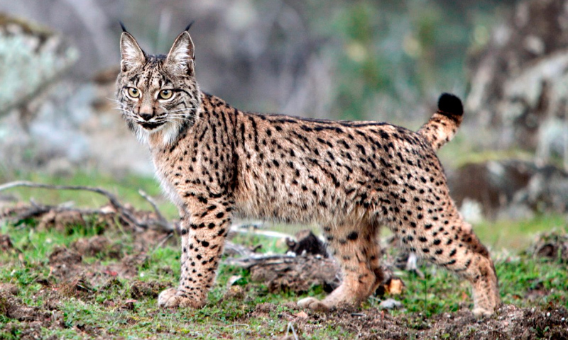 Image with missing alt attribute found on anipedia.net