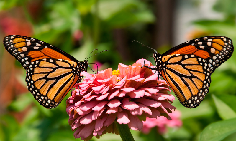 Image with missing alt attribute found on anipedia.net