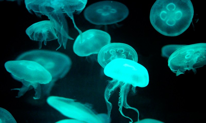 Image with missing alt attribute found on anipedia.net