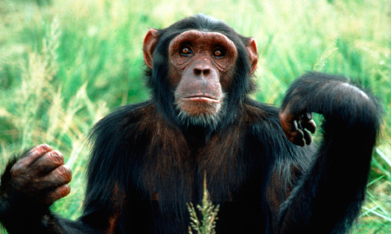 Image with missing alt attribute found on anipedia.net