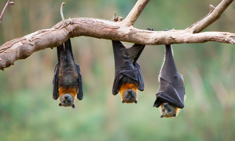 Image with missing alt attribute found on anipedia.net