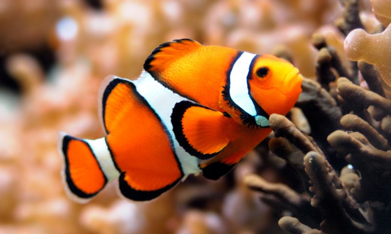 Image with missing alt attribute found on anipedia.net