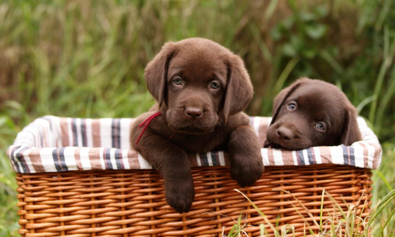 Image with missing alt attribute found on anipedia.net