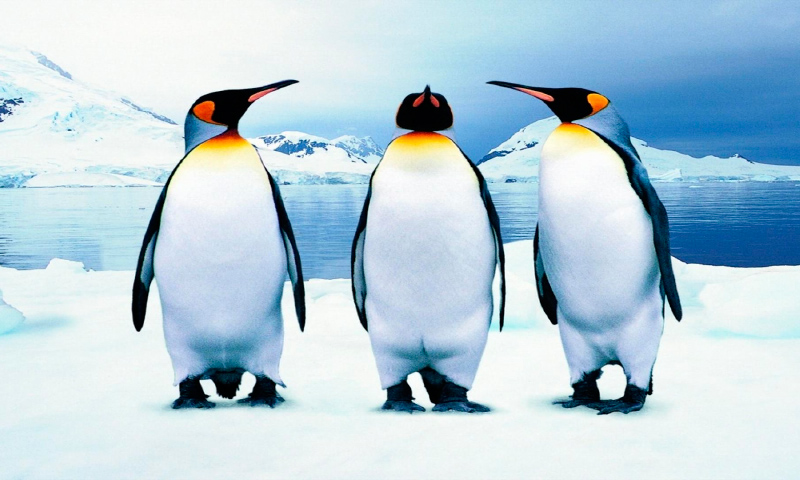 Image with missing alt attribute found on anipedia.net