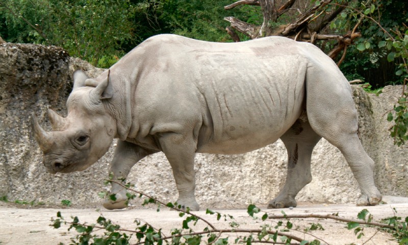 Image with missing alt attribute found on anipedia.net