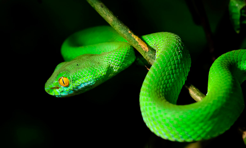 Image with missing alt attribute found on anipedia.net