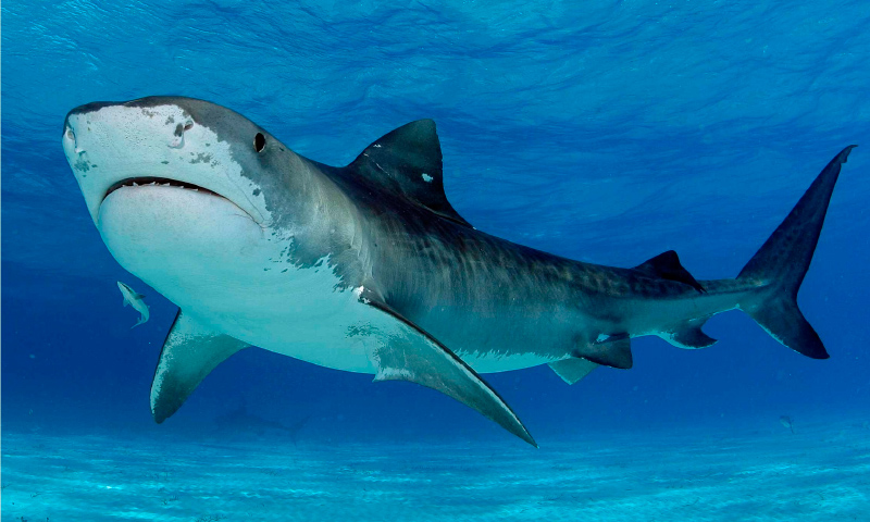 Image with missing alt attribute found on anipedia.net