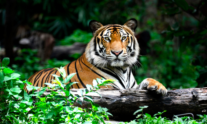 Image with missing alt attribute found on anipedia.net