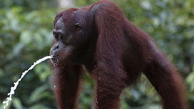 Apes and Humans&mdash;Our Saliva Is Different