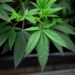 Image with missing alt attribute found on propublica.org