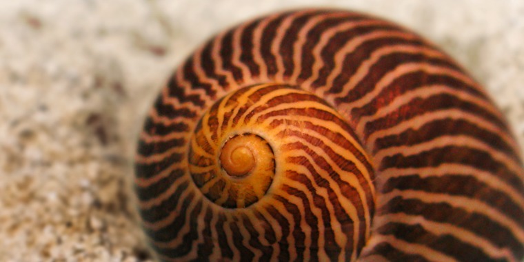 Image with missing alt attribute found on jw.org