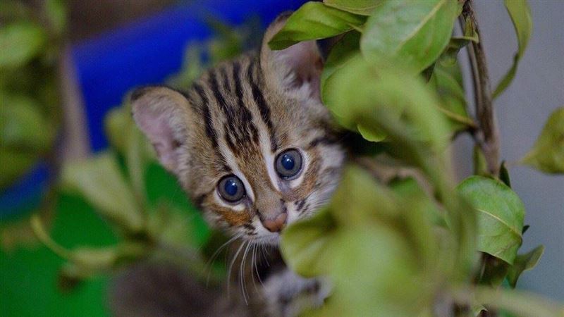 Image with missing alt attribute found on setn.com