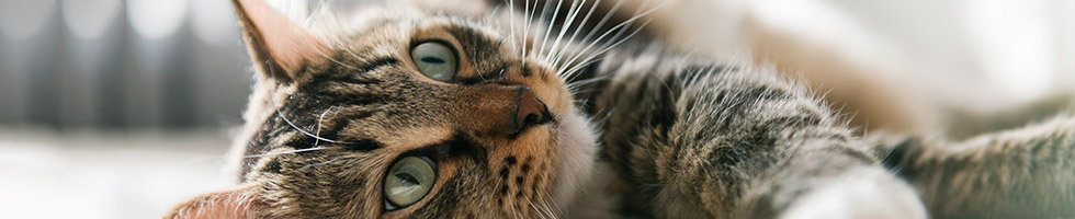 Image with missing alt attribute found on autogear.ru