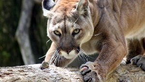 Image with missing alt attribute found on autogear.ru