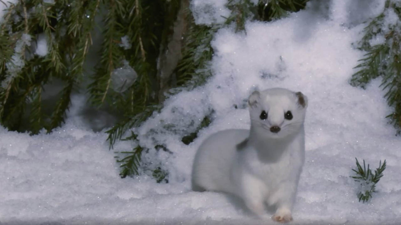 Image with missing alt attribute found on azpbs.org