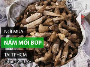 mua nấm mối