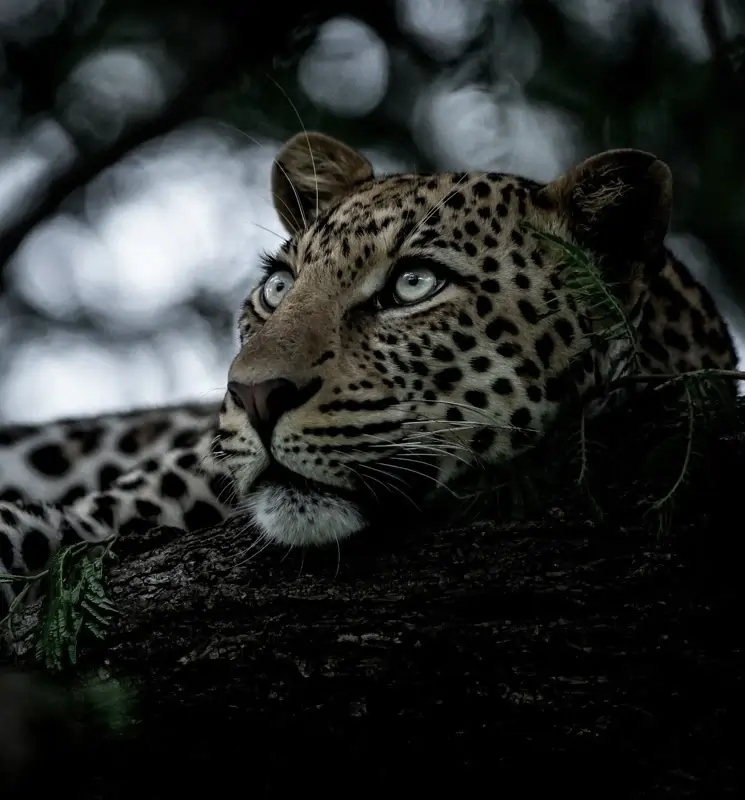 Image with missing alt attribute found on besearchable.io