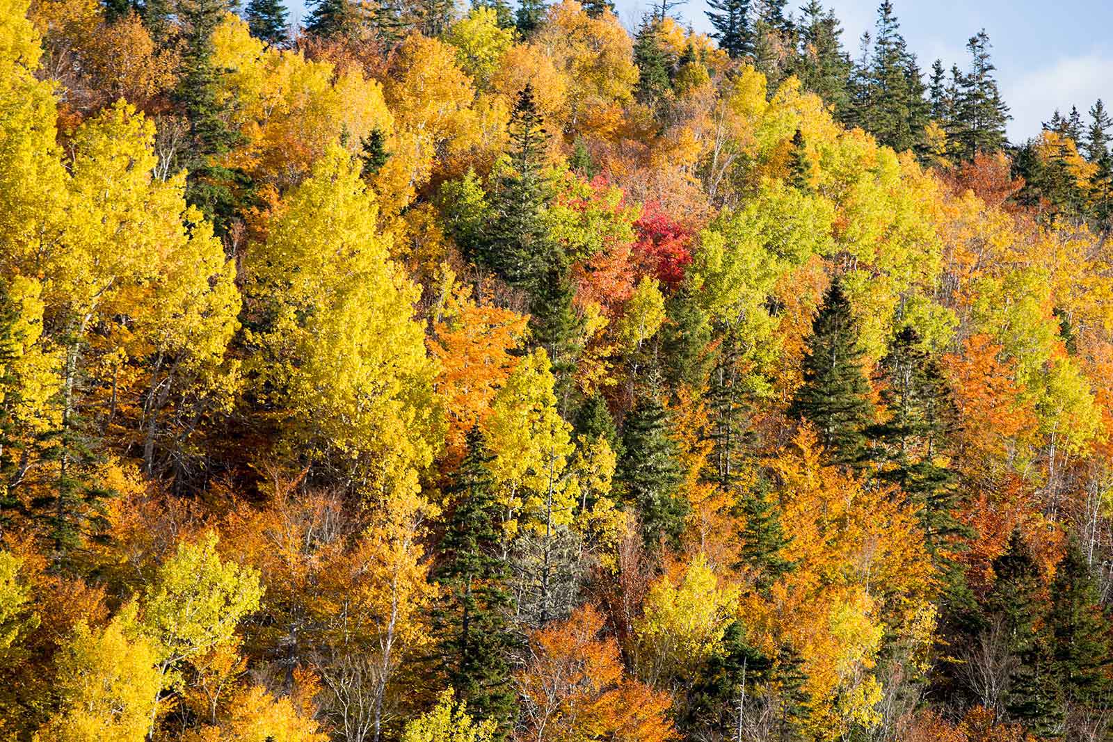 Image with missing alt attribute found on novascotia.ca