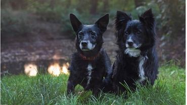 Image with missing alt attribute found on wyborcza.pl