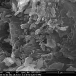 Image with missing alt attribute found on bitesizebio.com