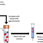 Image with missing alt attribute found on bitesizebio.com
