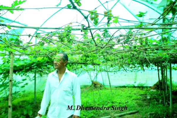 Naturally ventilate Green houses are climate controlled. Aerotech Green Houses have a variety of applications, the majority being, off-season growing of vegetables, floriculture, planting material acclimatization, fruit crop growing for export market and plant breeding and varietals improvement. In conventional Agronomical practices, the crops are being grown / cultivated in the open field under natural conditions where the crops are more susceptible to sudden changes in climate i.e. temperature, humidity, light intensity, photo period and other conditions due to which the quality, yield of a particular crop can get affected and may be decreased.Features:Green house are perfectly maintained in concrete ensures resting of main column on concrete.Green house structure Galvanized Steel ConstructionComplete structure is assembled with Nut-bolts & Clamps.UV stabilized covering materials like 200 micron Flim & 40/50 mesh Insect Net or shade net 50%.Natural Roof and side wall ventilation system.Special Aluminum locking and fastening profile for covering material.Cooling Pad and Exhaust Fan System. View more at: null