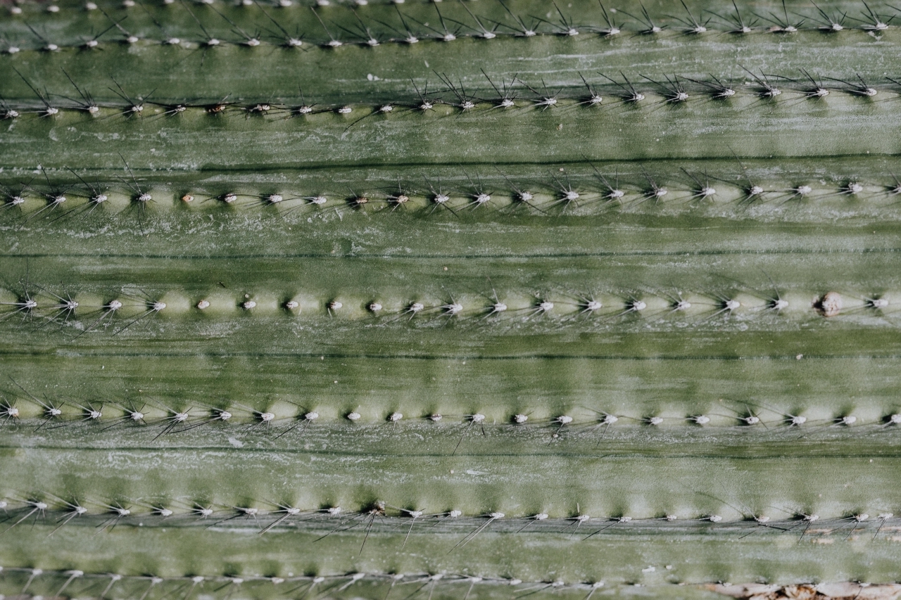 Image with missing alt attribute found on kaboompics.com