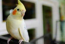 Image with missing alt attribute found on blog.petzzshop.com