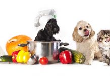 Image with missing alt attribute found on blog.petzzshop.com