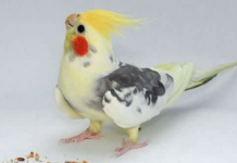 Image with missing alt attribute found on blog.petzzshop.com