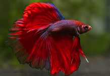 Image with missing alt attribute found on blog.petzzshop.com