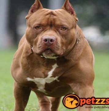 Image with missing alt attribute found on blog.petzzshop.com