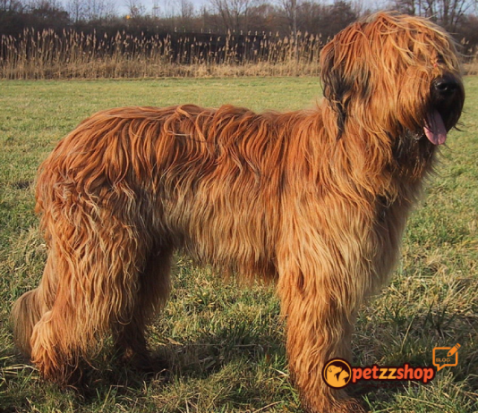 Image with missing alt attribute found on blog.petzzshop.com