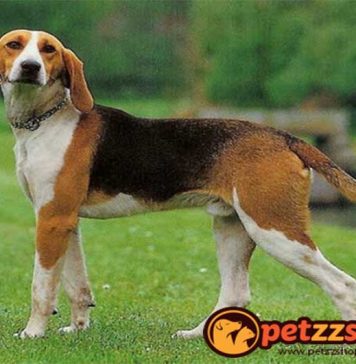 Image with missing alt attribute found on blog.petzzshop.com