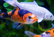 Image with missing alt attribute found on blog.petzzshop.com