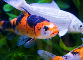 Image with missing alt attribute found on blog.petzzshop.com