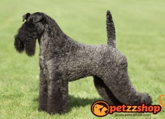 Image with missing alt attribute found on blog.petzzshop.com