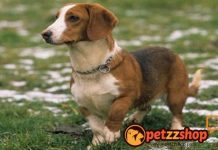 Image with missing alt attribute found on blog.petzzshop.com