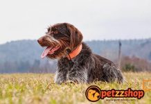 Image with missing alt attribute found on blog.petzzshop.com