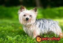 Image with missing alt attribute found on blog.petzzshop.com